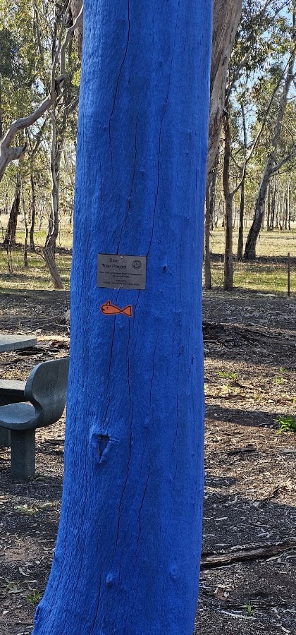 Dadswells Bridge South Rest Area