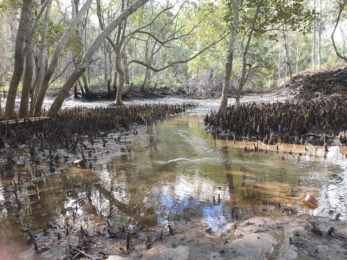 Beachmere Conservation Park