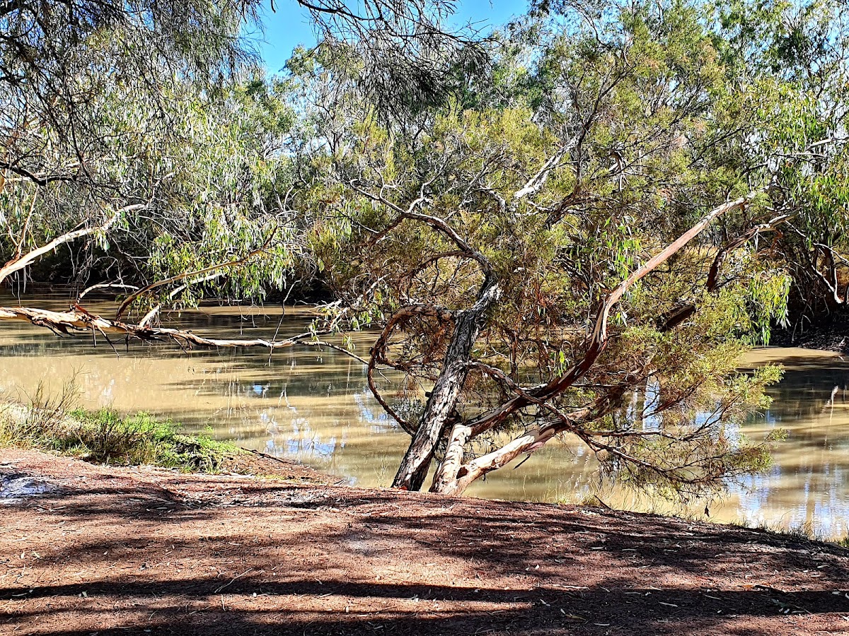 Isisford Barcoo Weir Camping Grounds (East)
