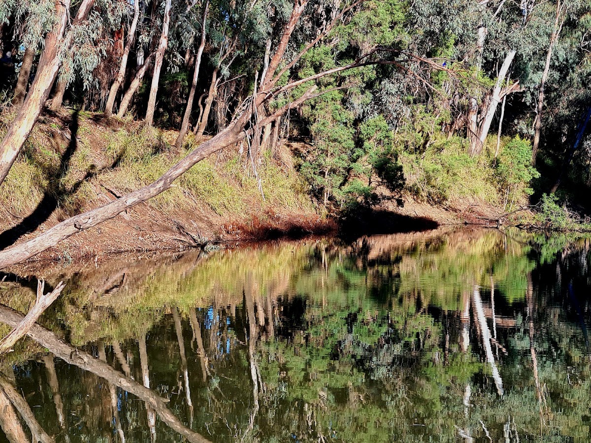 Goondiwindi Weir Town Common