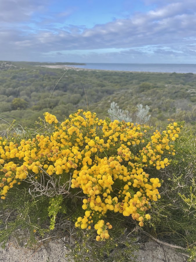 Hansen Bay Lookout