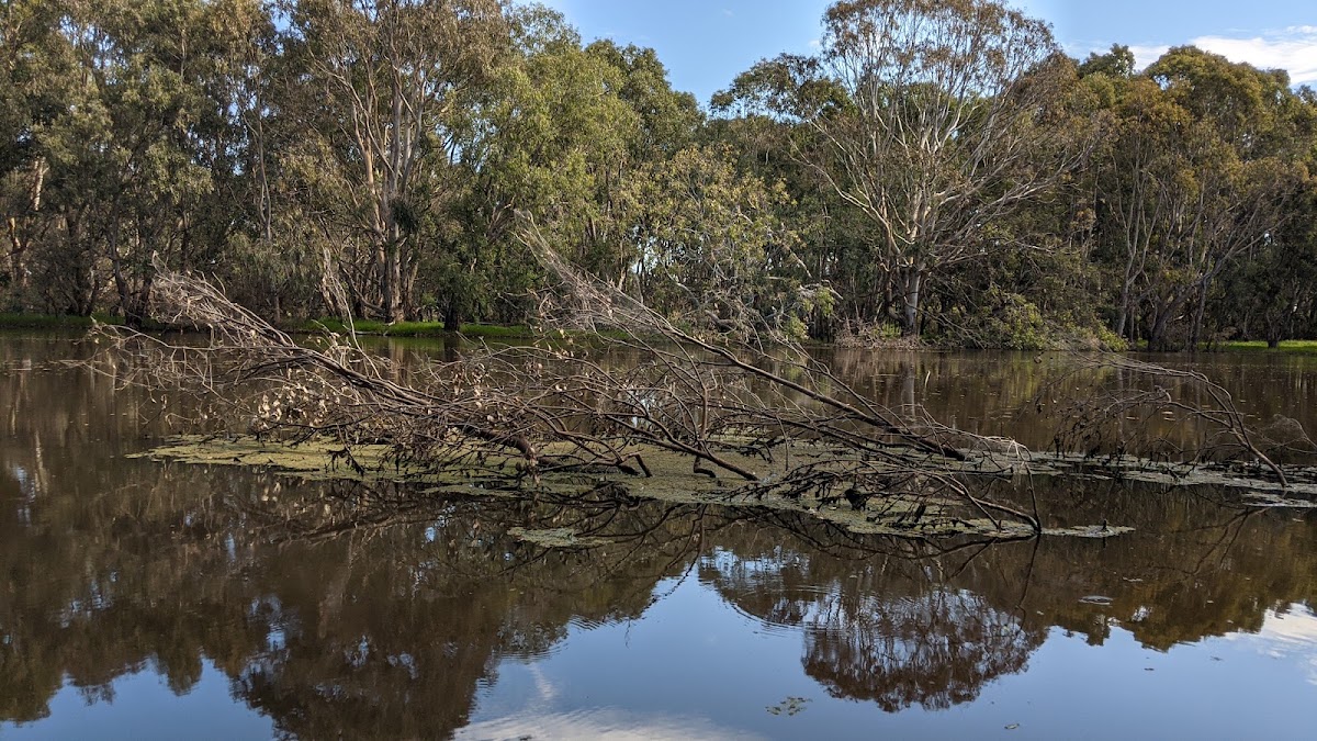 Wetlands Lookout