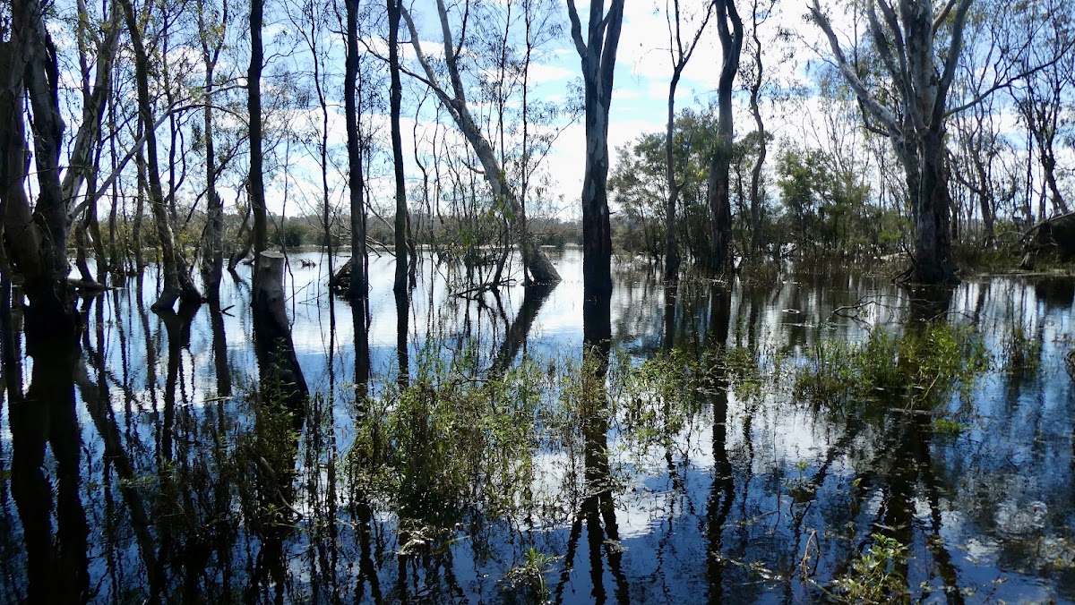 Wetlands Lookout