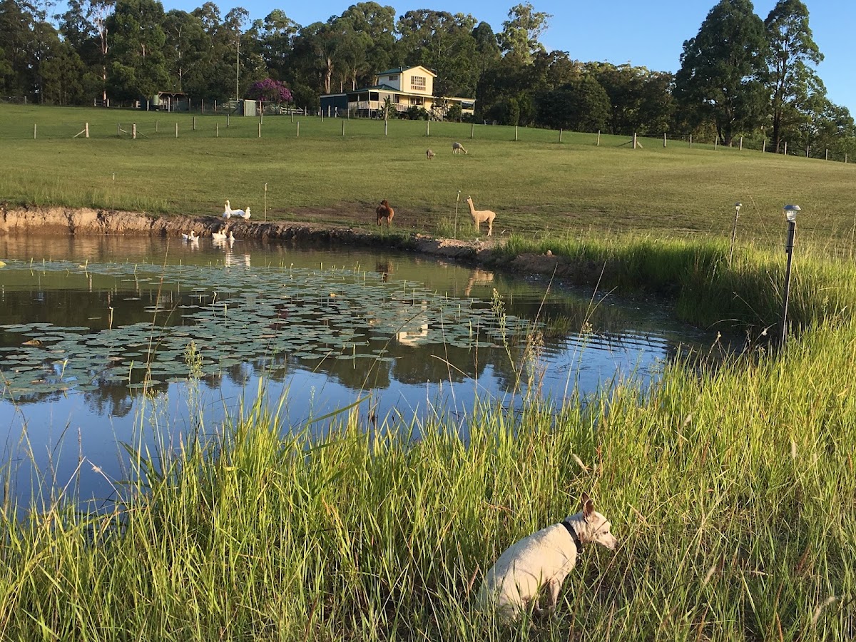 Madrigal Farm Camping