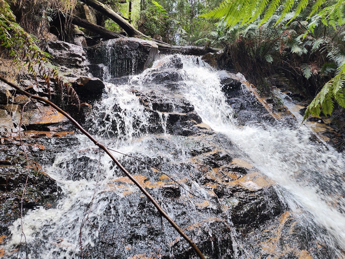 Labertouche State Forest