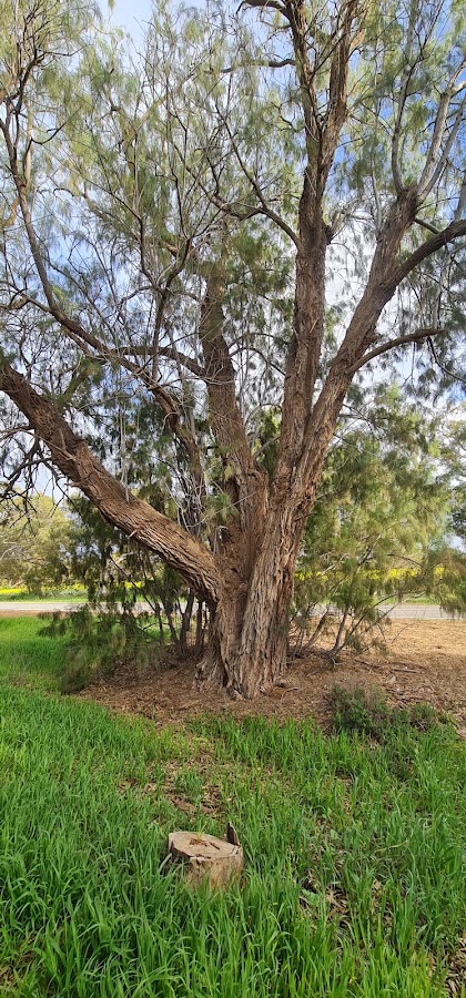 Dongara East Rest Area