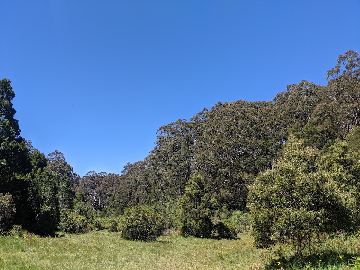 Frosty Hollow Camping Area - Errinundra NP