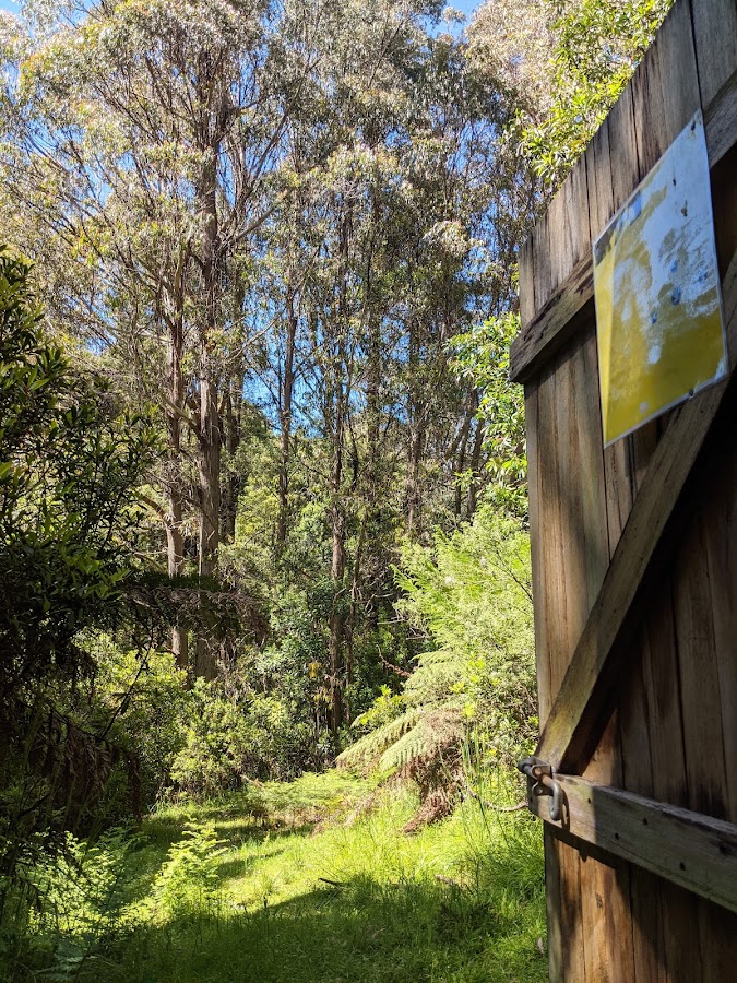 Frosty Hollow Camping Area - Errinundra NP
