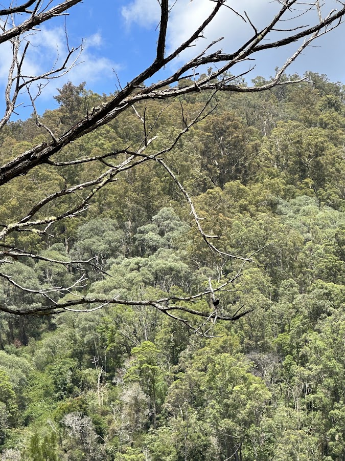 Nymboida National Park