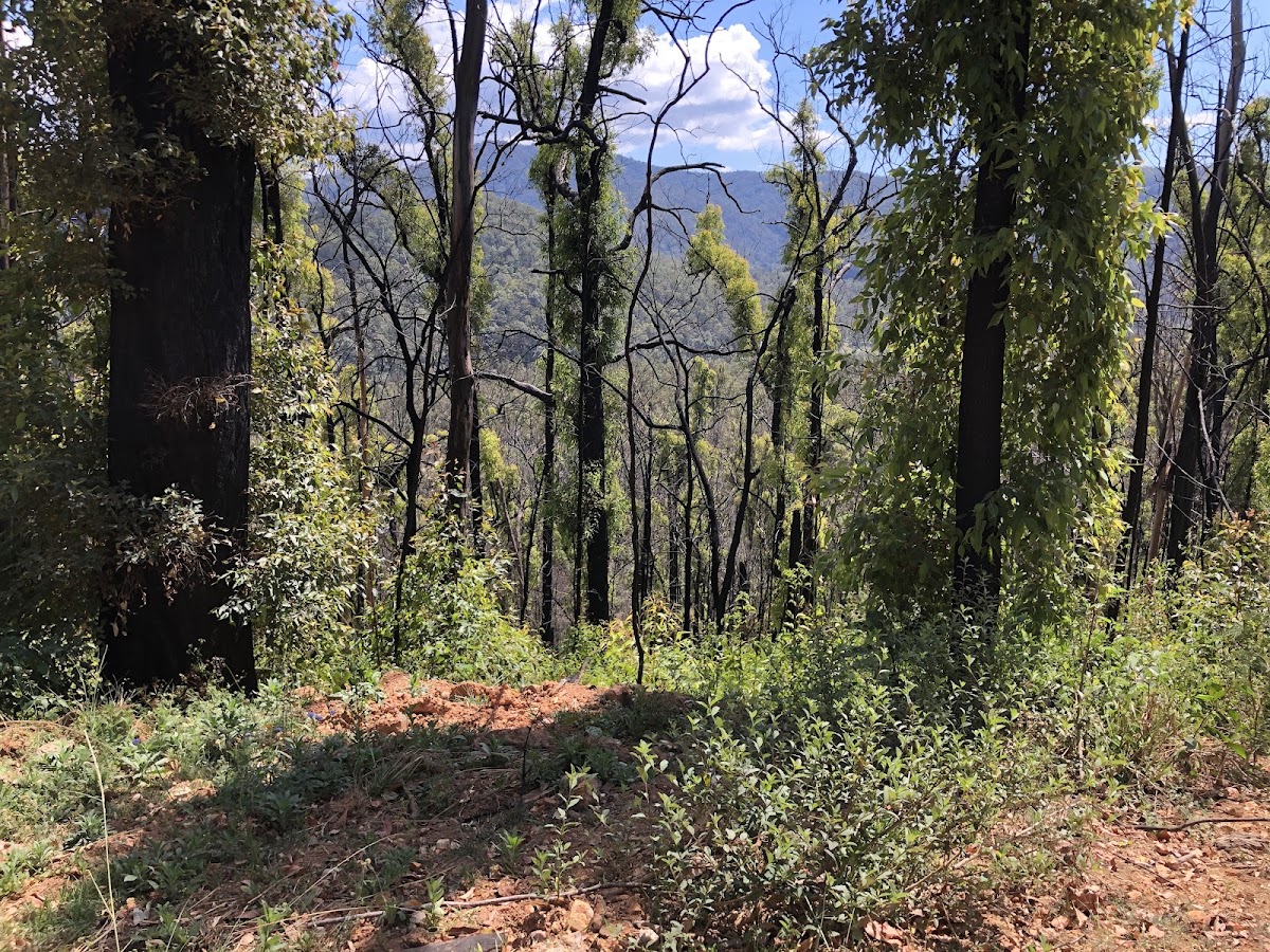 Nymboida National Park
