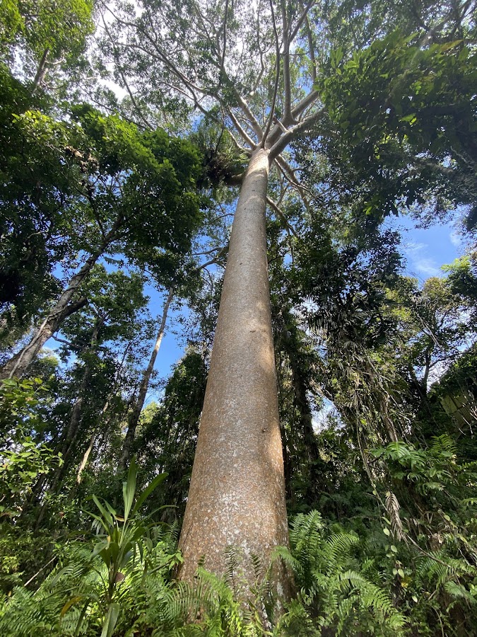Barron Gorge National Park