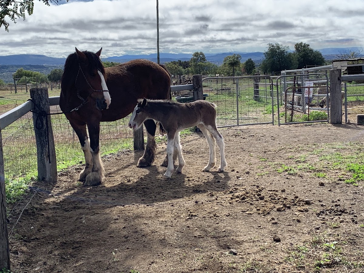 Lawgi Heritage Park & Farm Stay