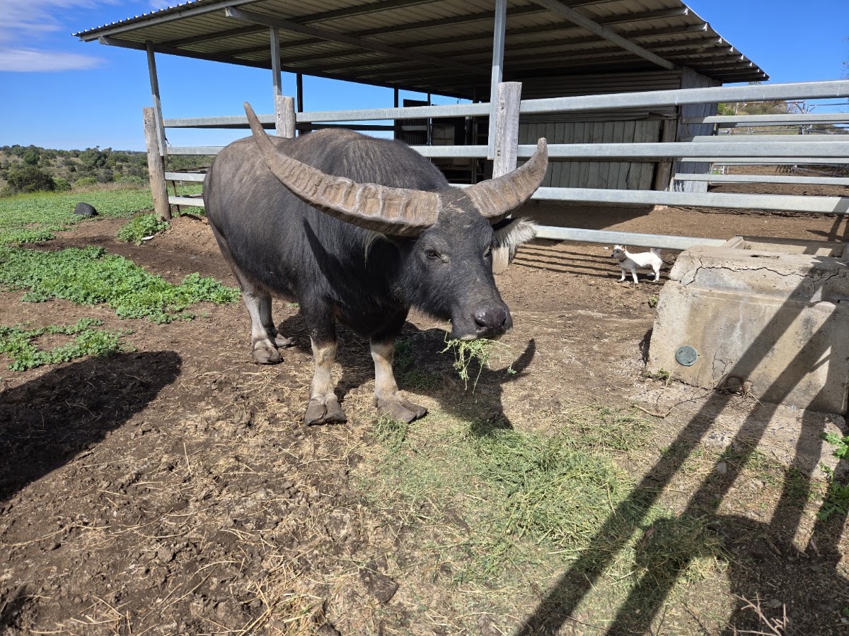 Lawgi Heritage Park & Farm Stay