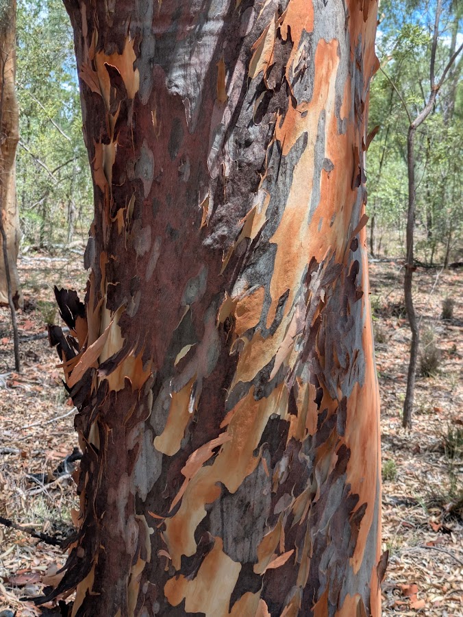 Dthinna Dthinnawan National Park
