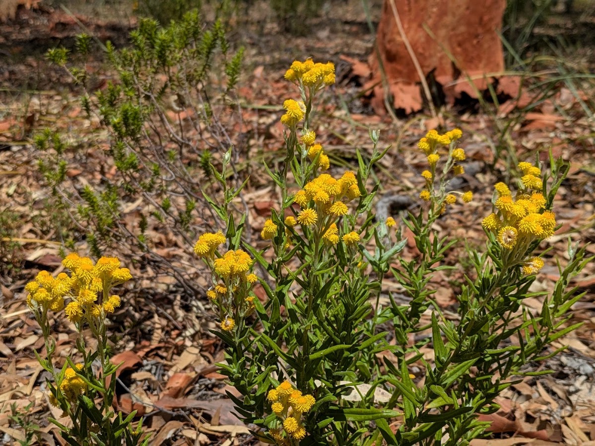 Dthinna Dthinnawan National Park