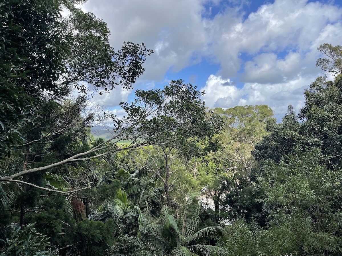 Lion's Lookout