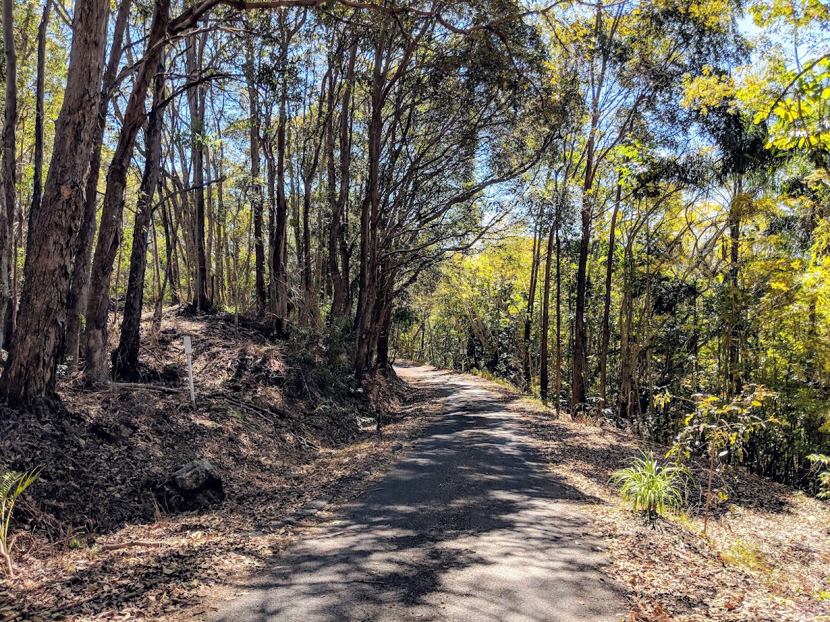 Lion's Lookout