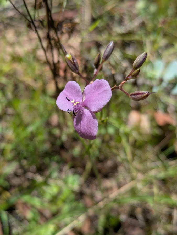 Single National Park