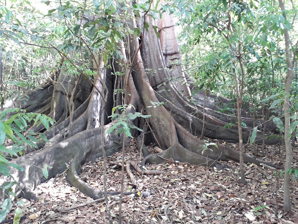 Moore Park Nature Reserve