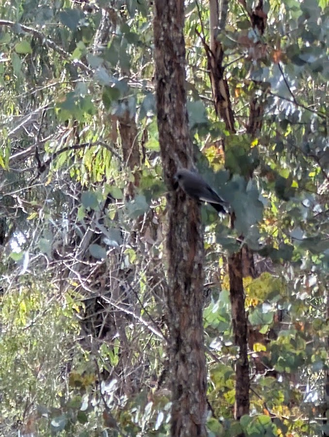 Kings Plains National Park