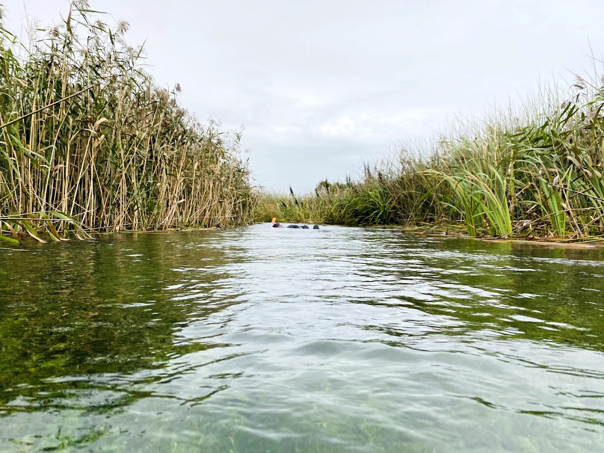 Ewens Ponds Conservation Park