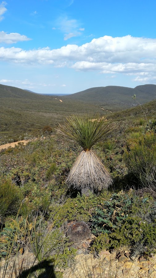 Central lookout