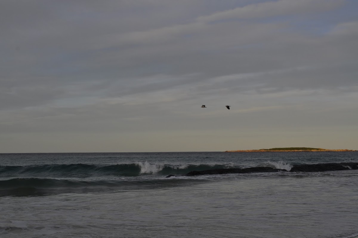 Paddys Island Campground