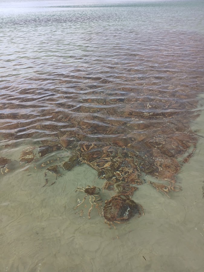 Stewarts Bay State Reserve