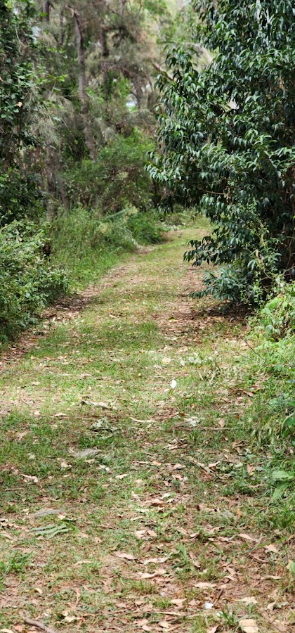 Millar Vale Creek Park