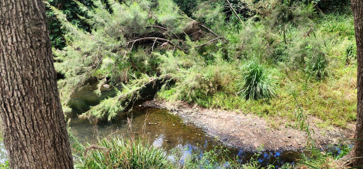 Millar Vale Creek Park