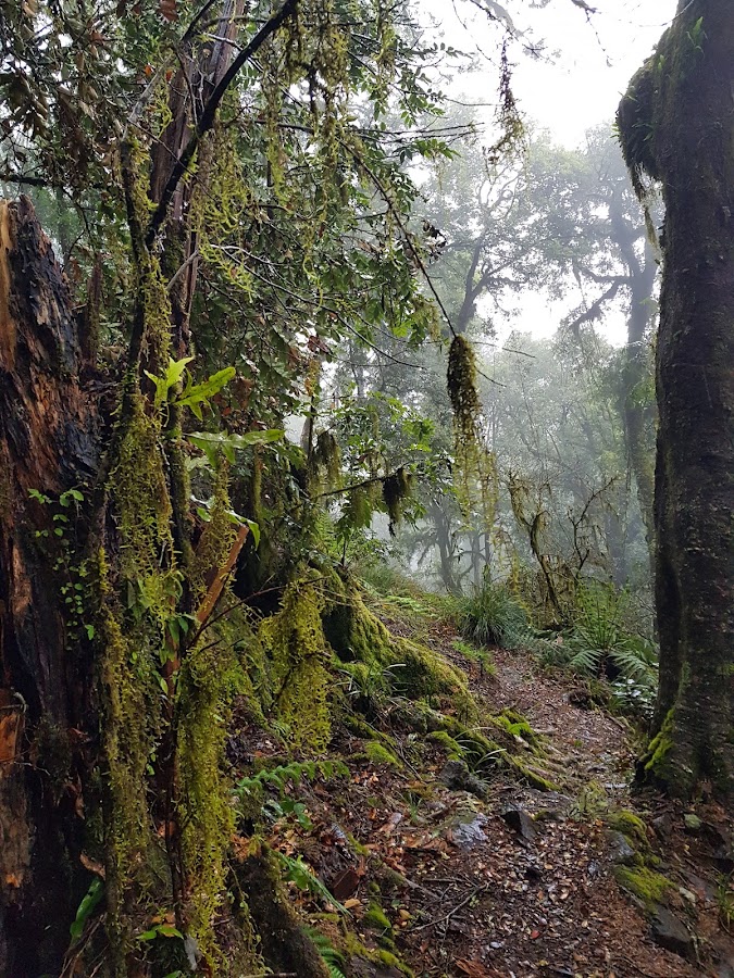New England National Park
