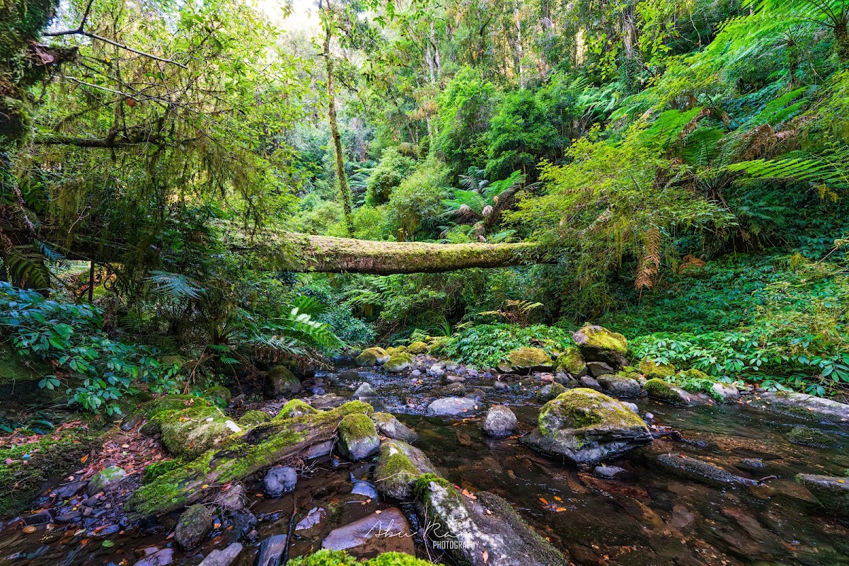 New England National Park