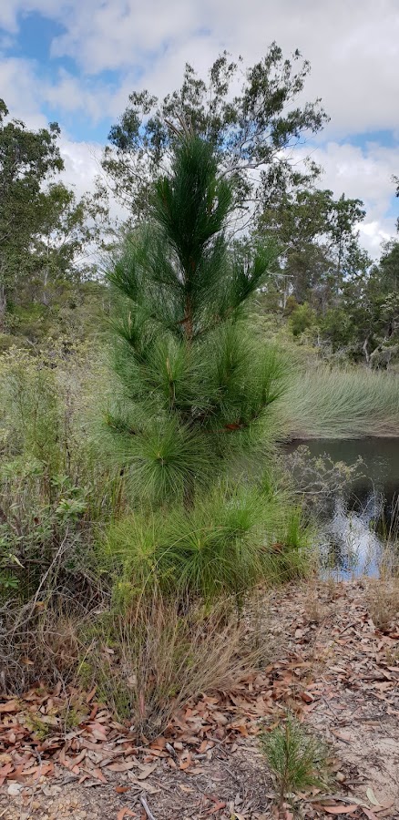 Tinana Creek Conservation Park