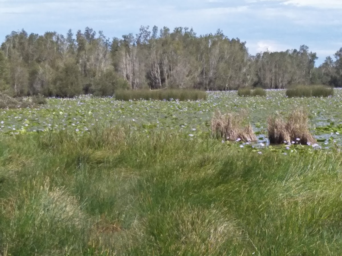Everlasting Swamp National Park