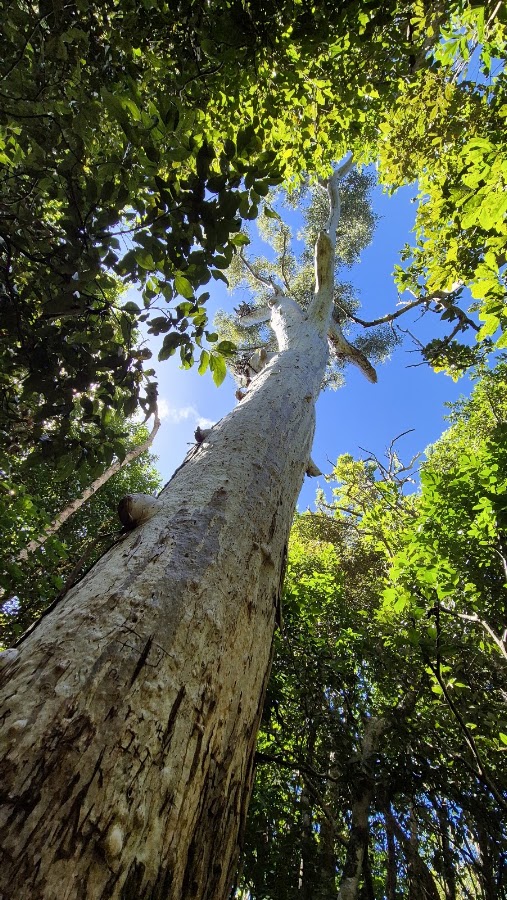 Conway National Park