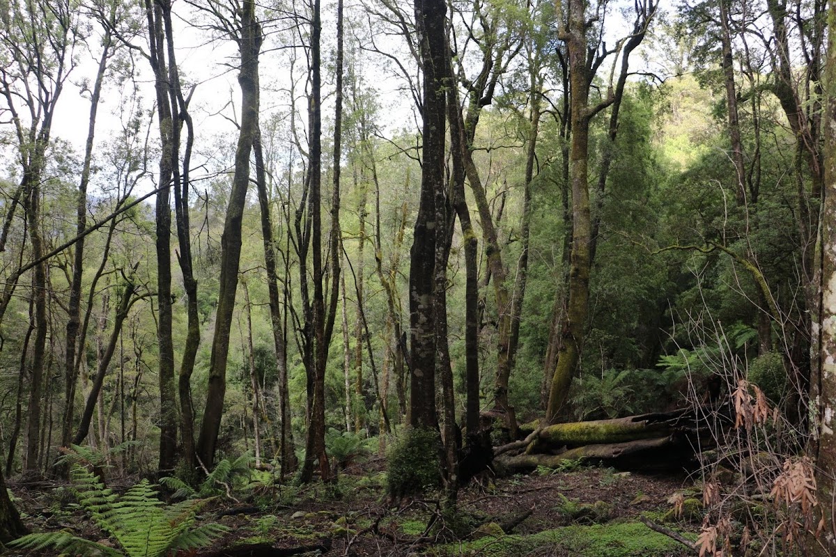 Monga National Park