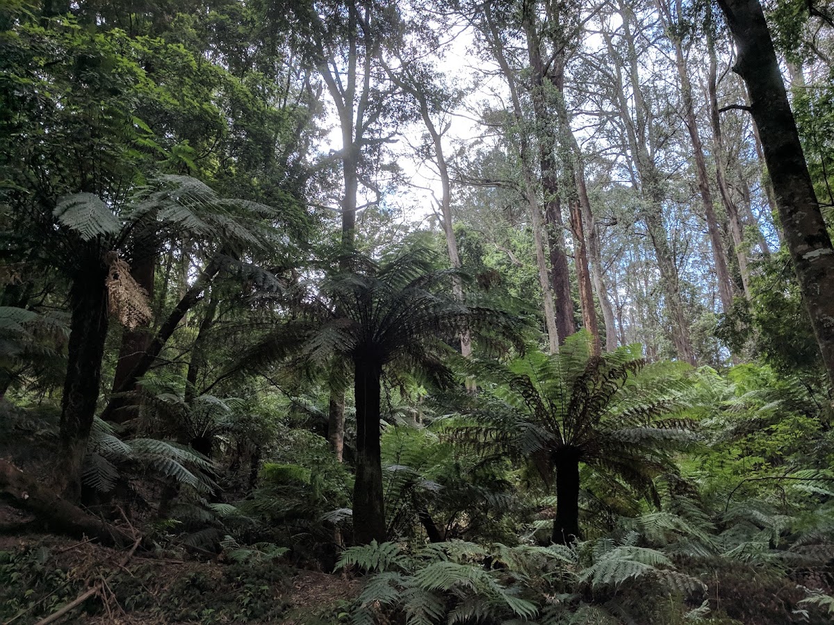 Monga National Park