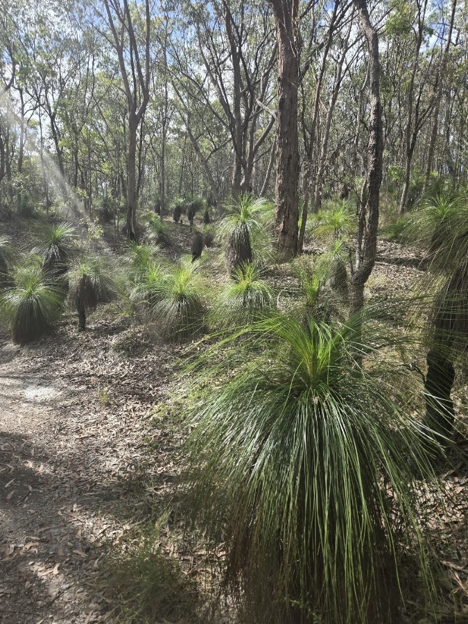 Toohey Forest Conservation Park