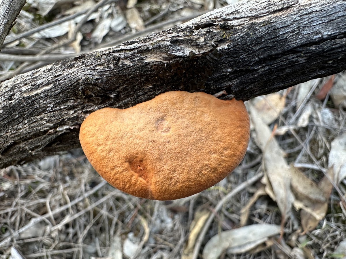 Bendick Murrell National Park