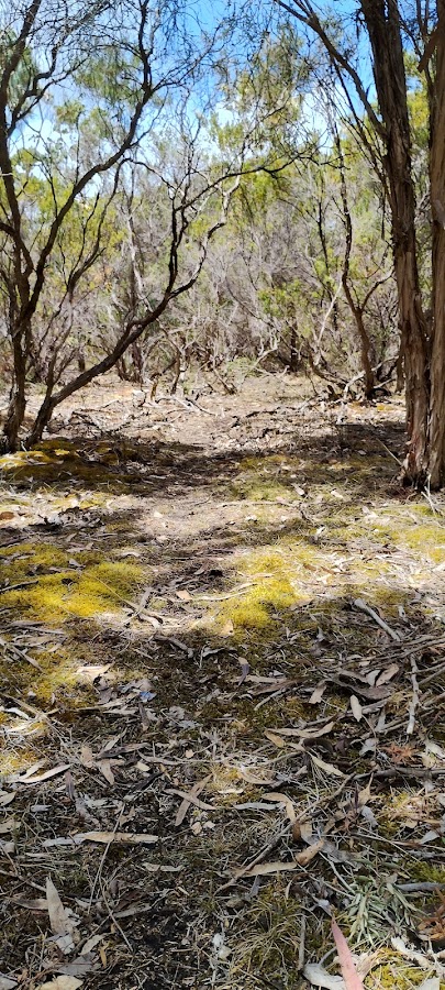 Mount Scott Conservation Park