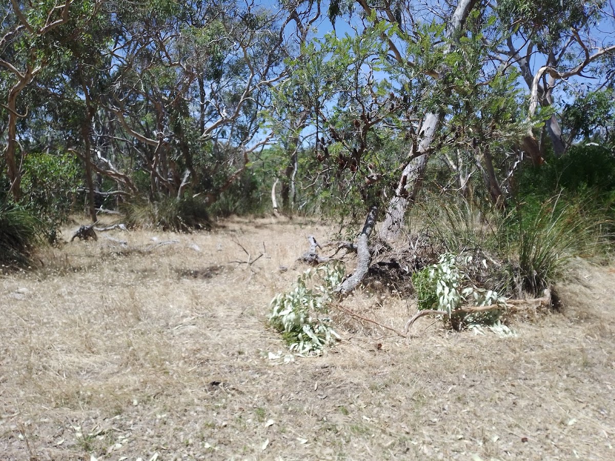 Mount Scott Conservation Park