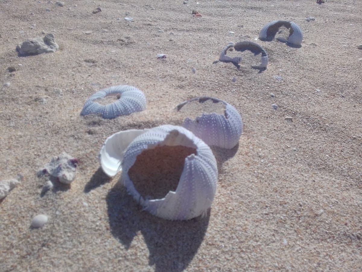 Mauritius Beach