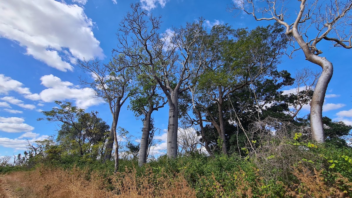 Forty Mile Scrub National Park