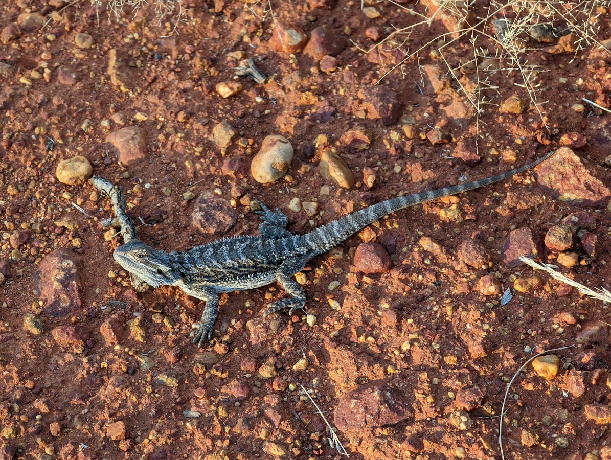 Gundabooka National Park