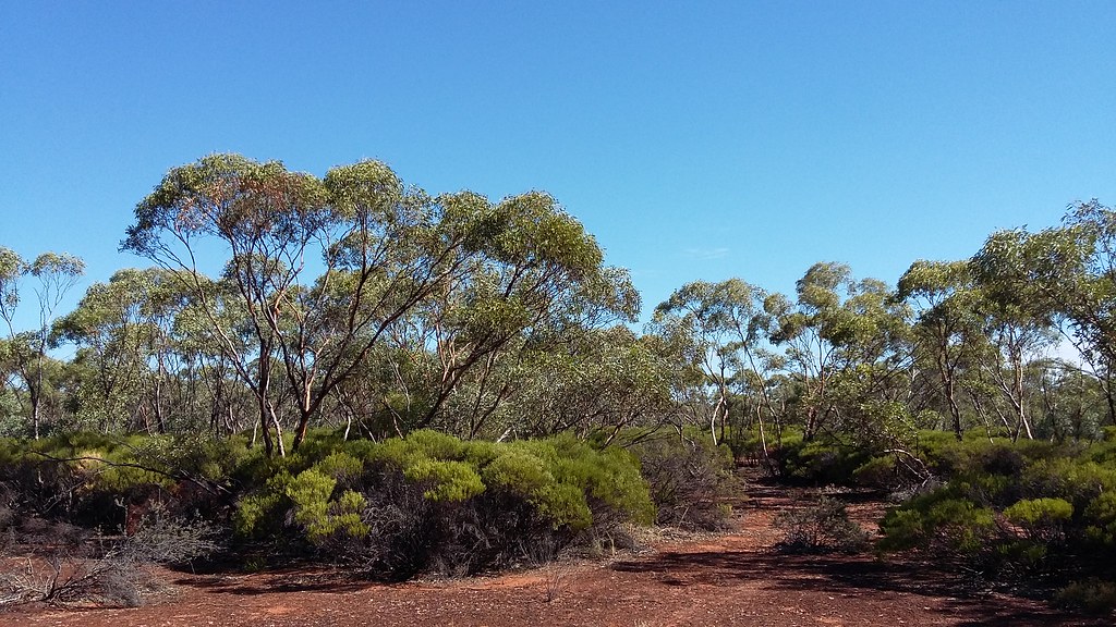 Mallee Cliffs National Park