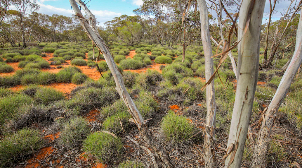 Mallee Cliffs National Park