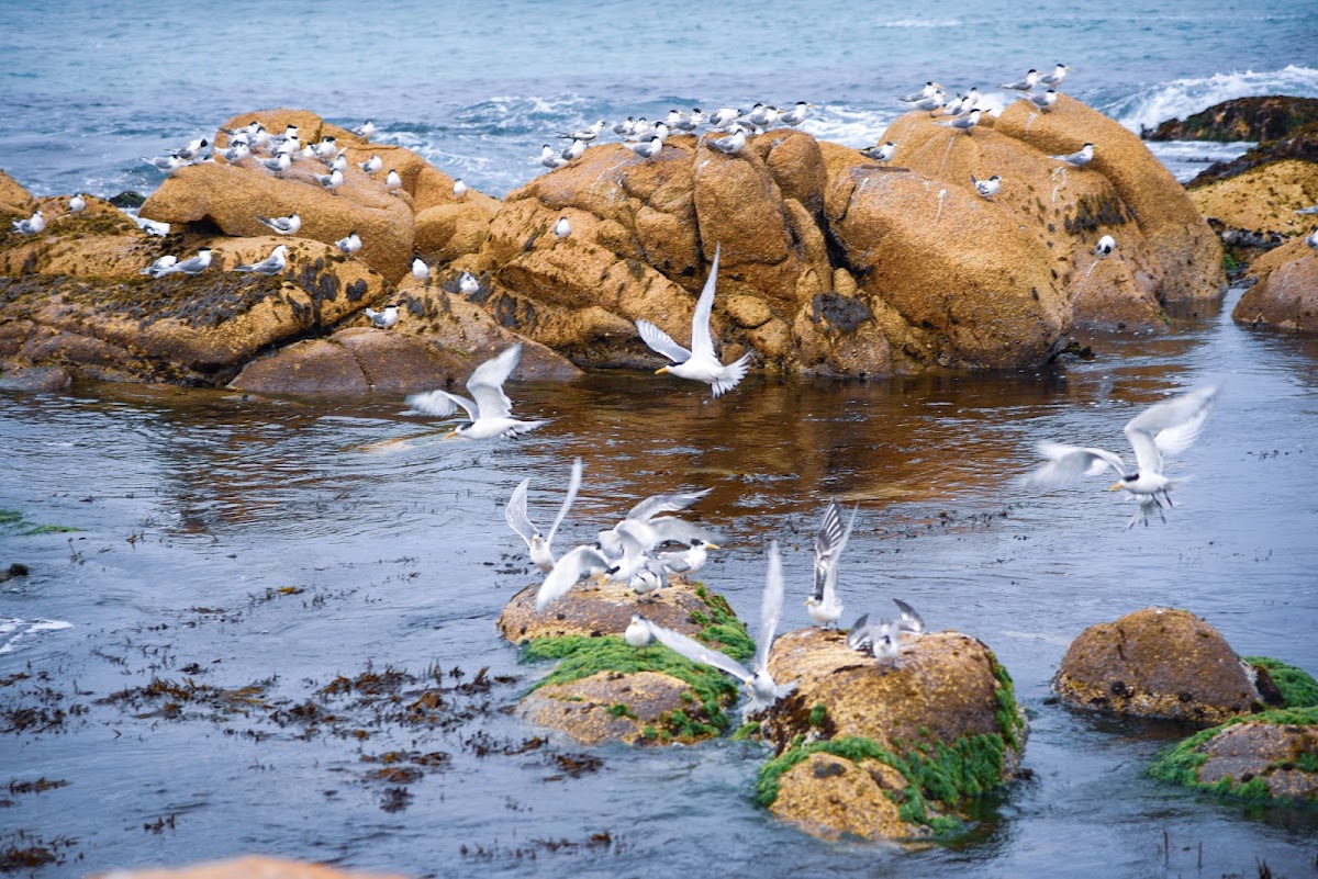 Point Hicks Marine National Park