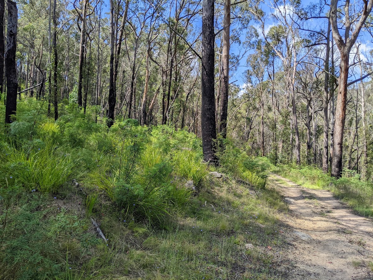 Warra National Park