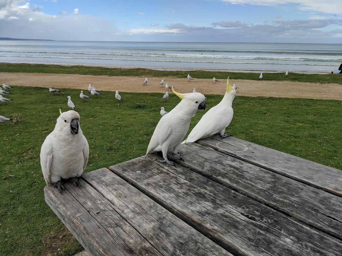 Lorne Beach