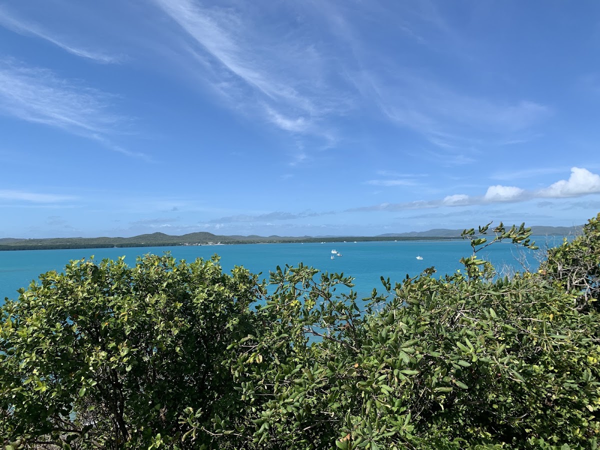 Lion's Lookout